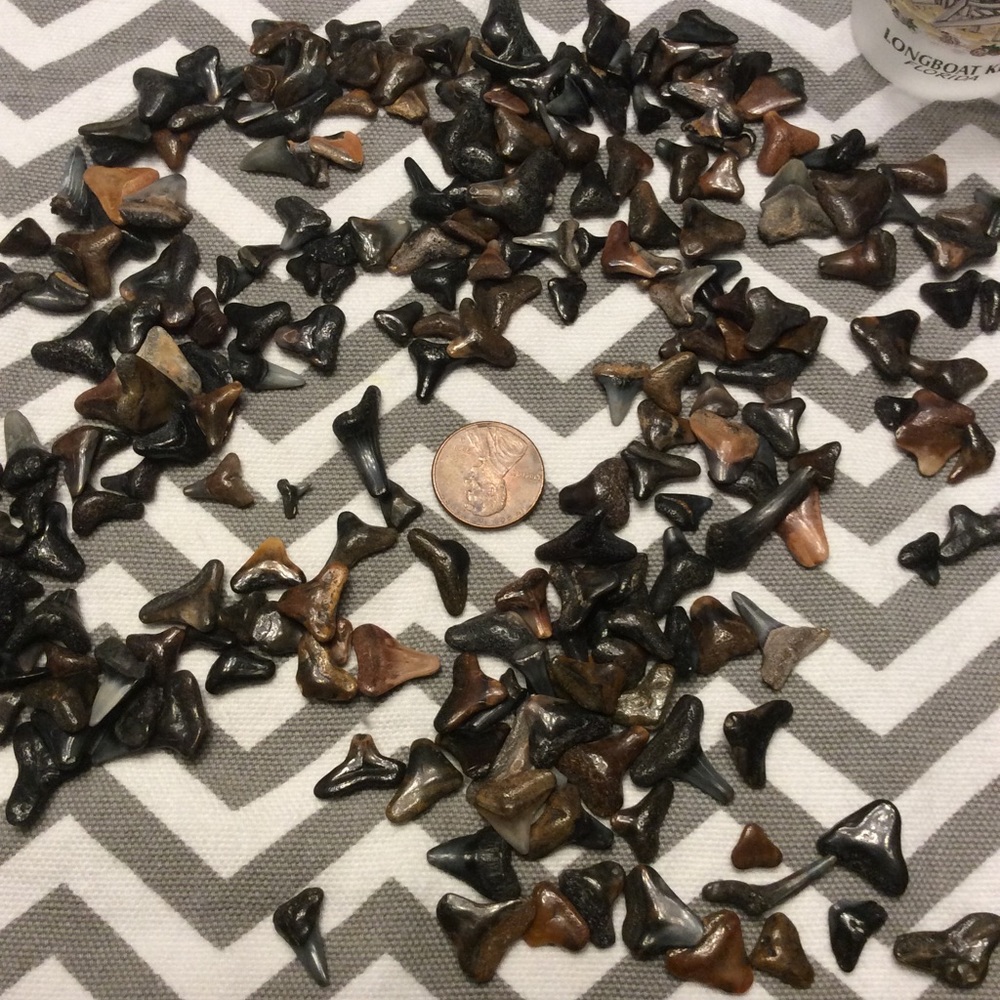 Fossilized Sharks Teeth.